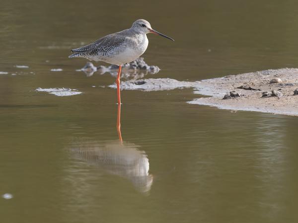 <h3><a href="/trips/gambia/biota/animalia/chordata/aves/024 charadriiformes/015 scolopacidae/tringa totanus/tringa totanus-nl.html">Tringa&nbsp;totanus</a> / Common&nbsp;redshank / Tureluur</h3>OM-1 Mark II met OLYMPUS M.150-400mm F4.5, 1/2000 sec  bij F4.5, ISO 1600, afstand 25.0&nbsp;m